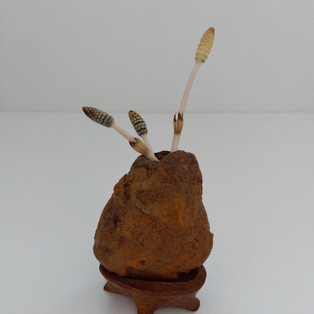 自然石 水石 木製台座付き 約8cm高 自然の穴あり 壺石　一輪挿し