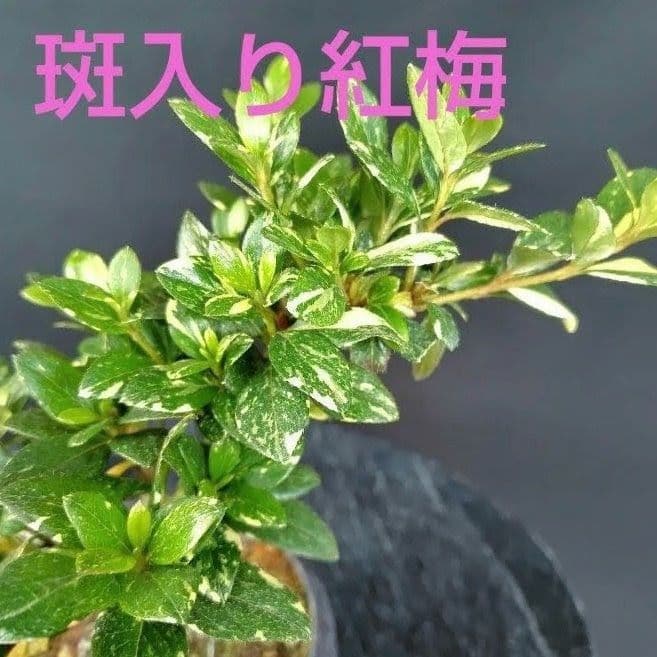 ✦斑入り紅梅✦　皐月盆栽　さつき盆栽　サツキ盆栽