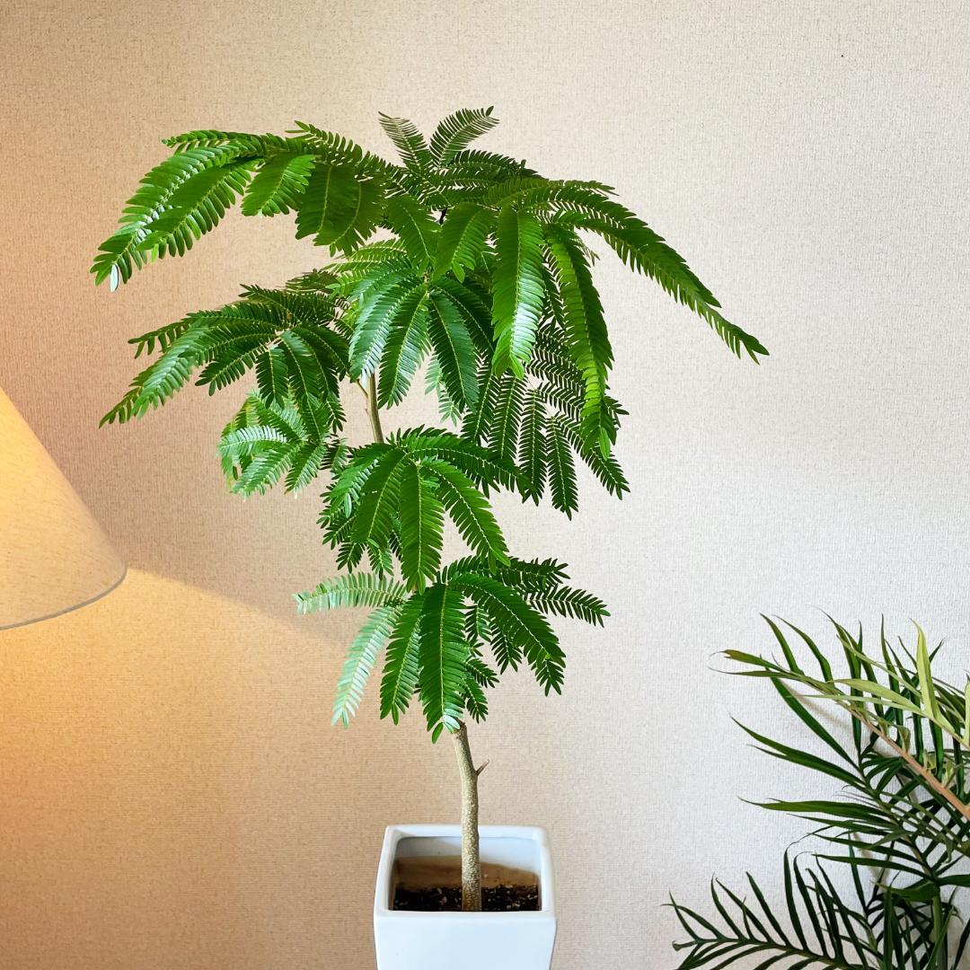 【ロング陶器鉢で高級感ありあり◎】エバーフレッシュ 7号