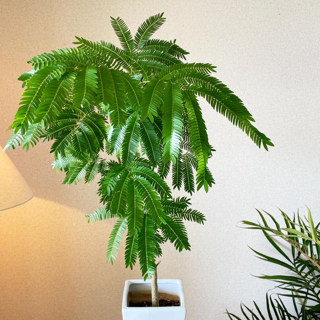 【ロング陶器鉢で高級感ありあり◎】エバーフレッシュ 7号