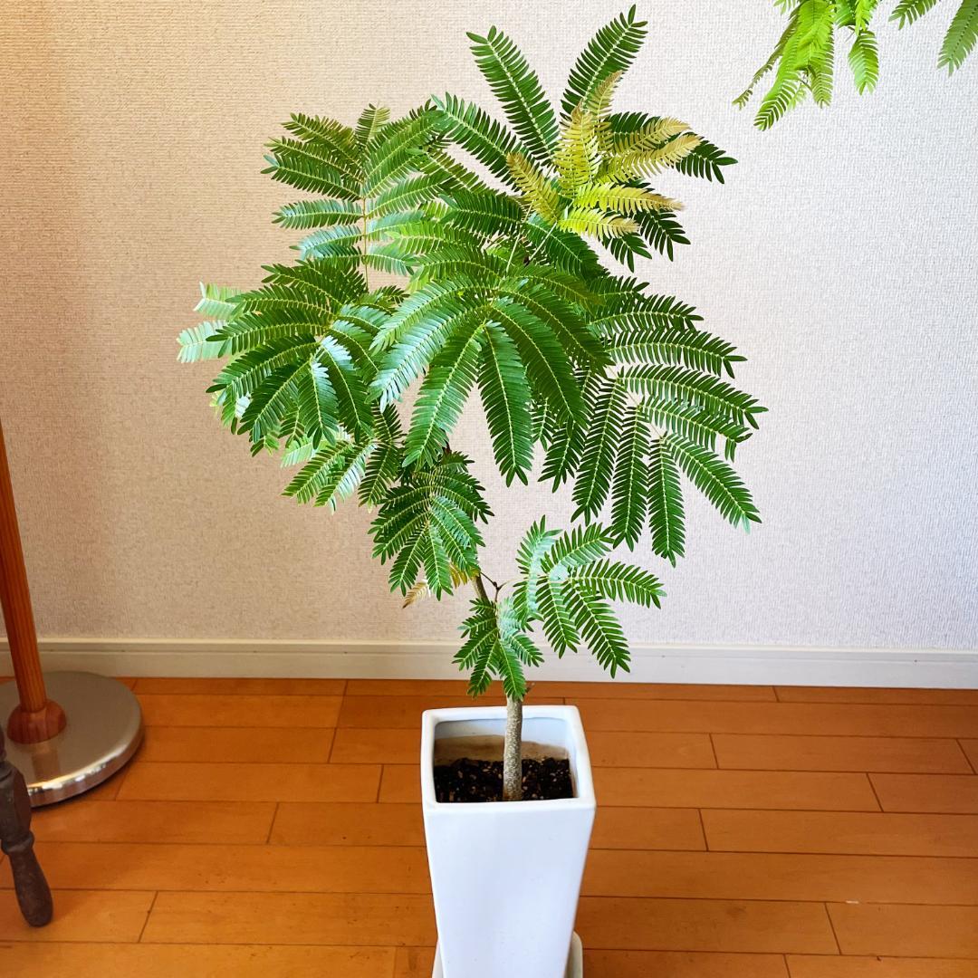 【ロング陶器鉢で高級感ありあり◎】エバーフレッシュ 7号