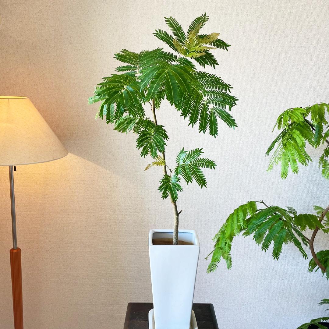 【ロング陶器鉢で高級感ありあり◎】エバーフレッシュ 7号