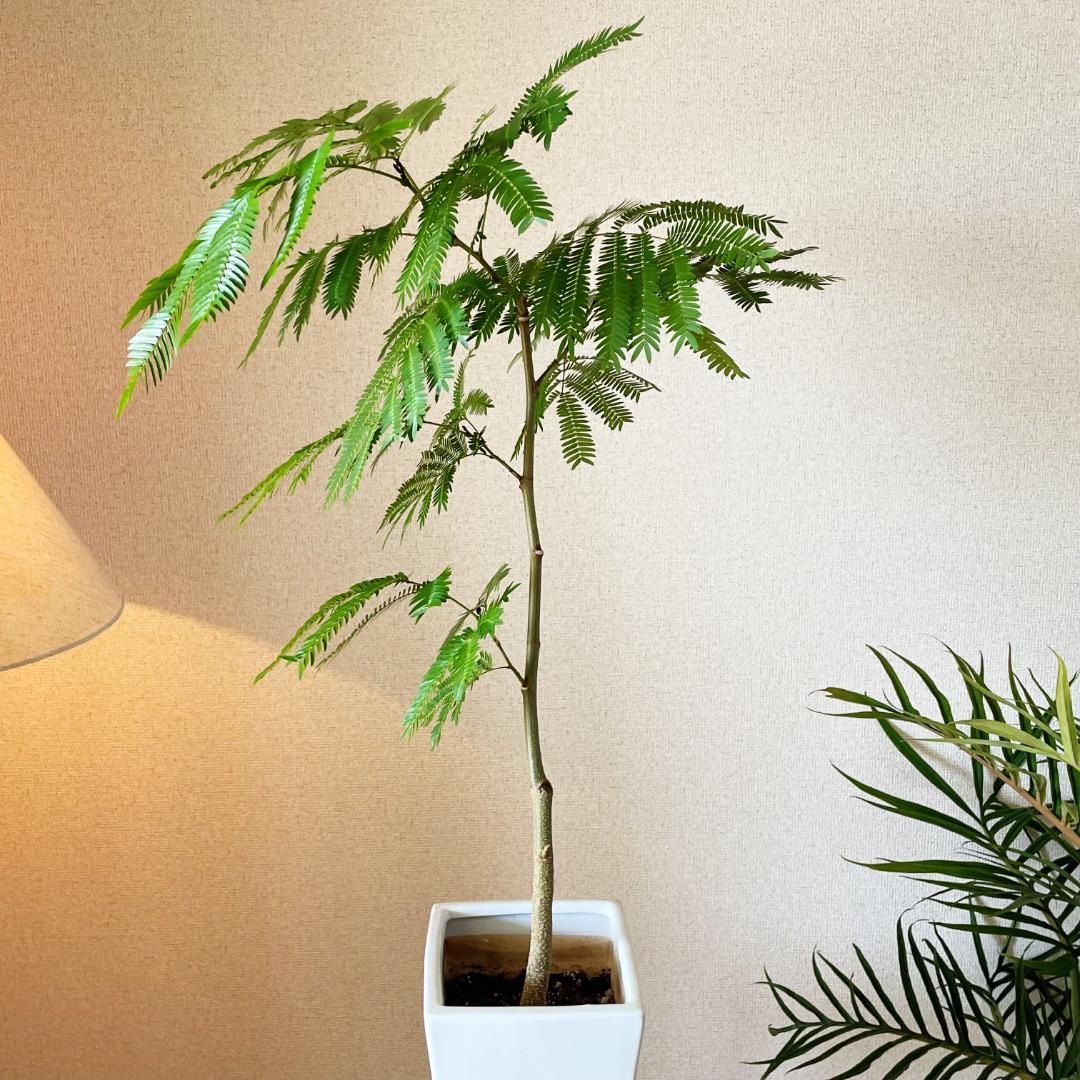 【ロング陶器鉢で高級感ありあり◎】エバーフレッシュ 7号