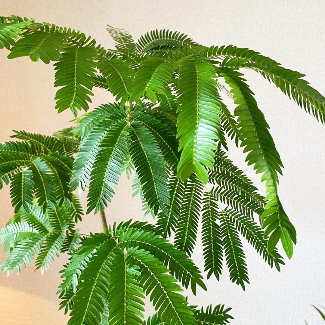 【ロング陶器鉢で高級感ありあり◎】エバーフレッシュ 7号