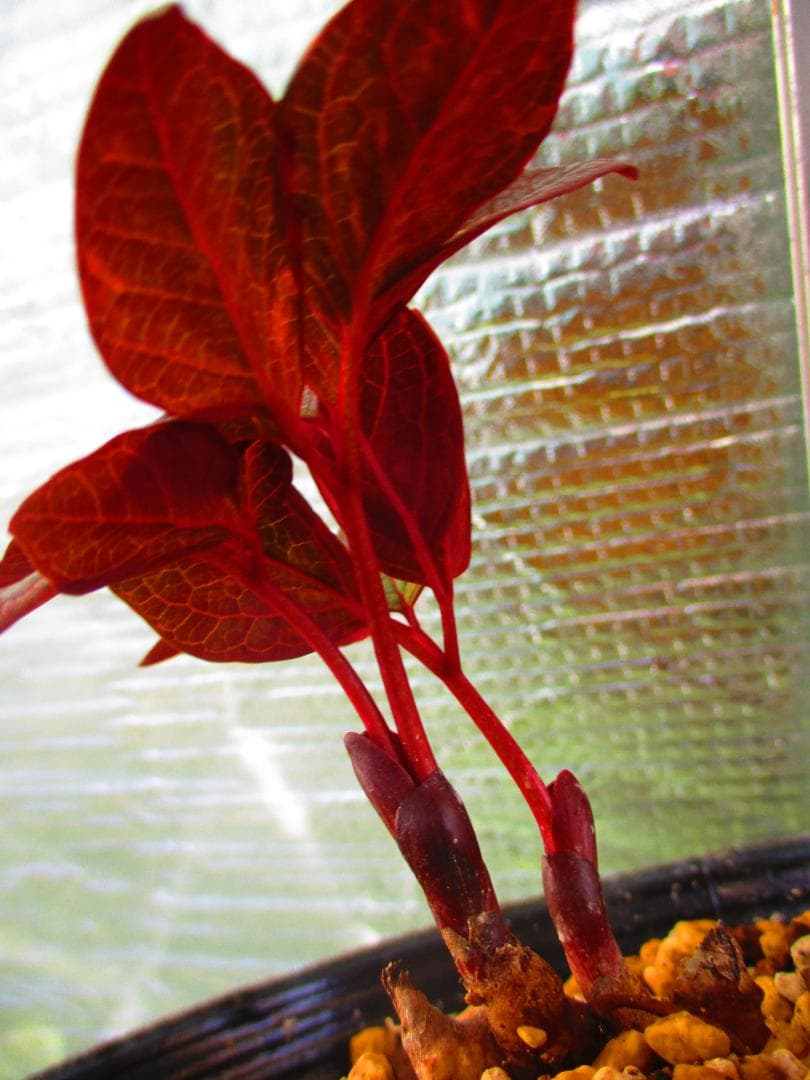 山野草 斑入り ヤマシャクヤク 「祖谷の満月」