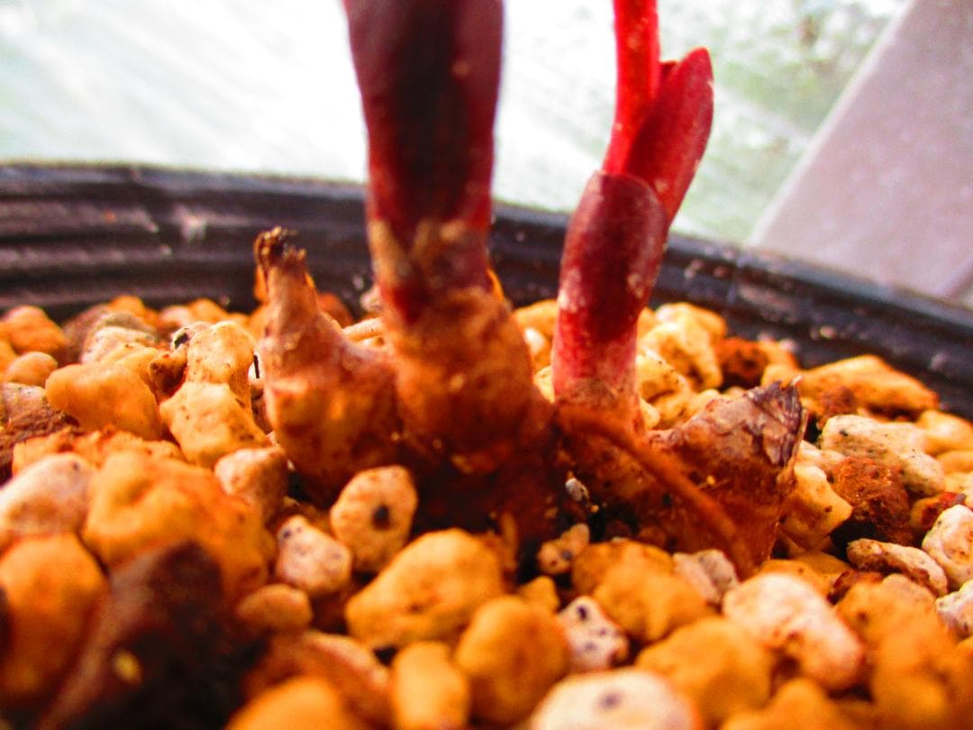 山野草 斑入り ヤマシャクヤク 「祖谷の満月」