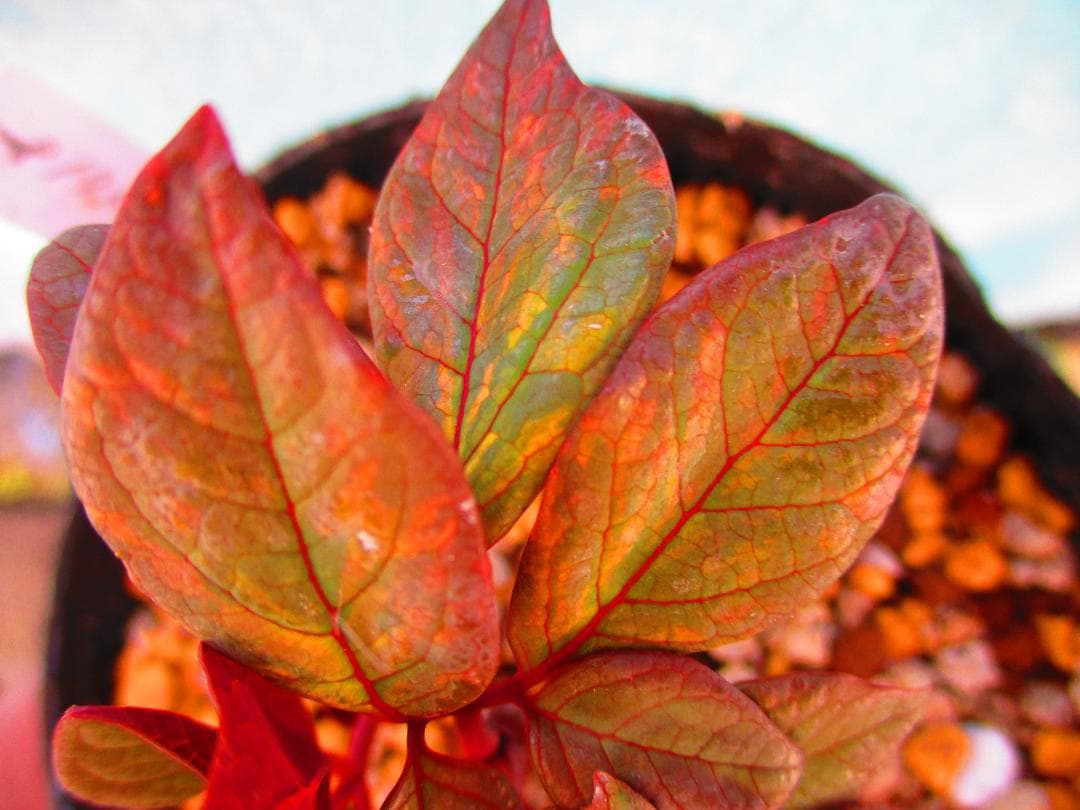 山野草 斑入り ヤマシャクヤク 「祖谷の満月」