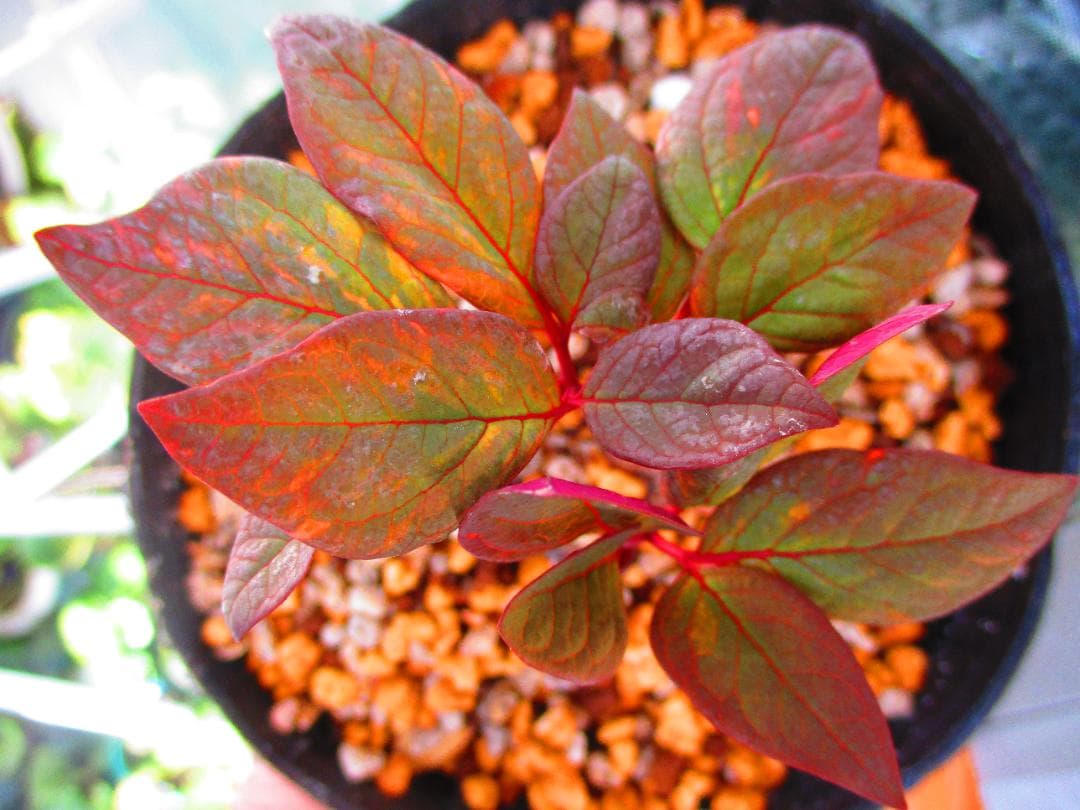 山野草 斑入り ヤマシャクヤク 「祖谷の満月」