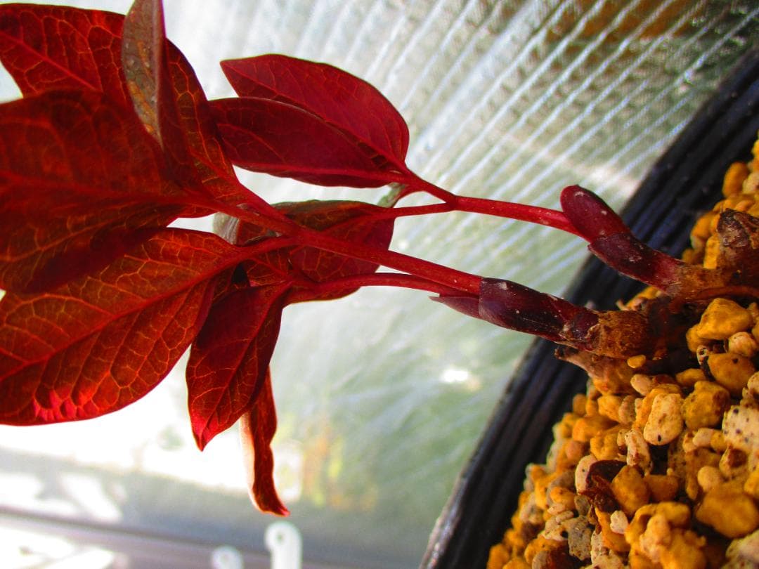 山野草 斑入り ヤマシャクヤク 「祖谷の満月」