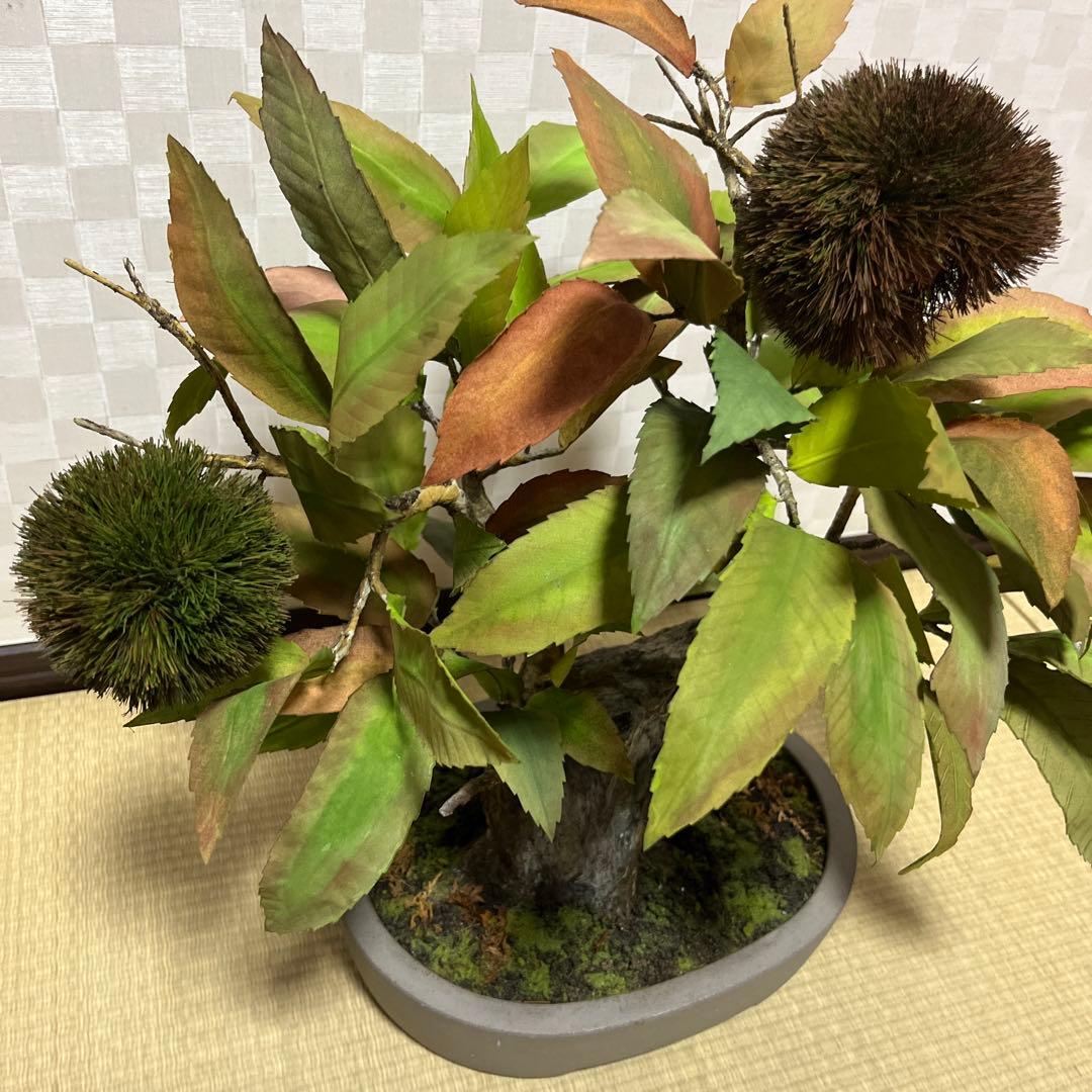 栗。盆栽風オブジェ 大サイズ