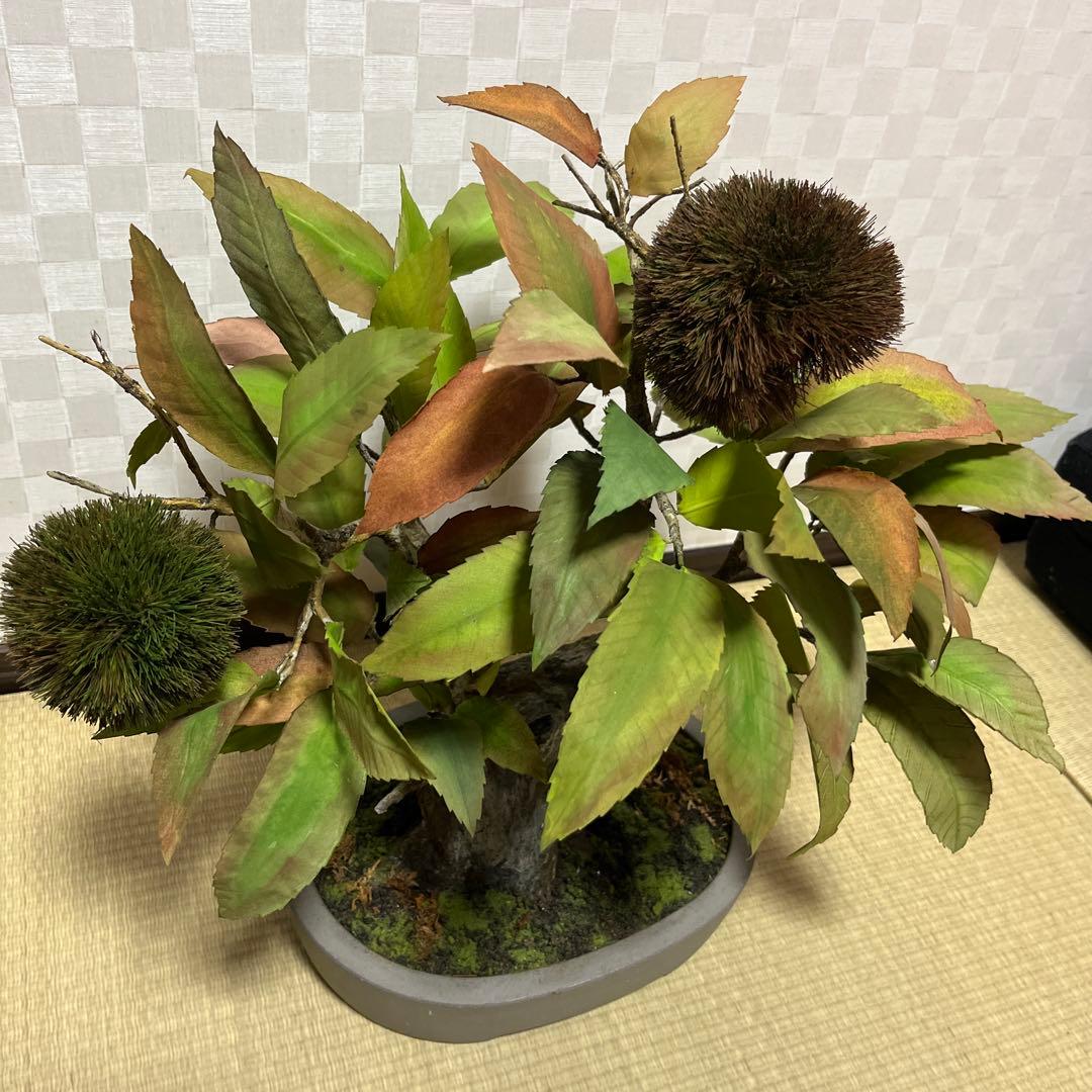 栗。盆栽風オブジェ 大サイズ