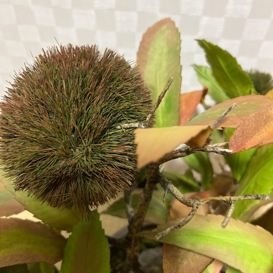 栗。盆栽風オブジェ 大サイズ