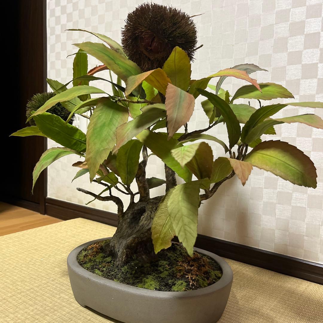 栗。盆栽風オブジェ 大サイズ