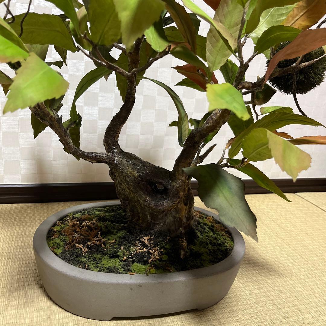 栗。盆栽風オブジェ 大サイズ