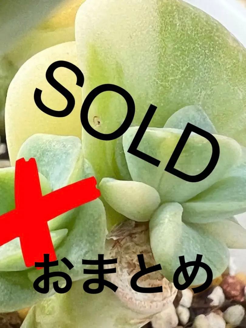 【速達付】❤ラブリーローズ錦 白斑  抜き苗