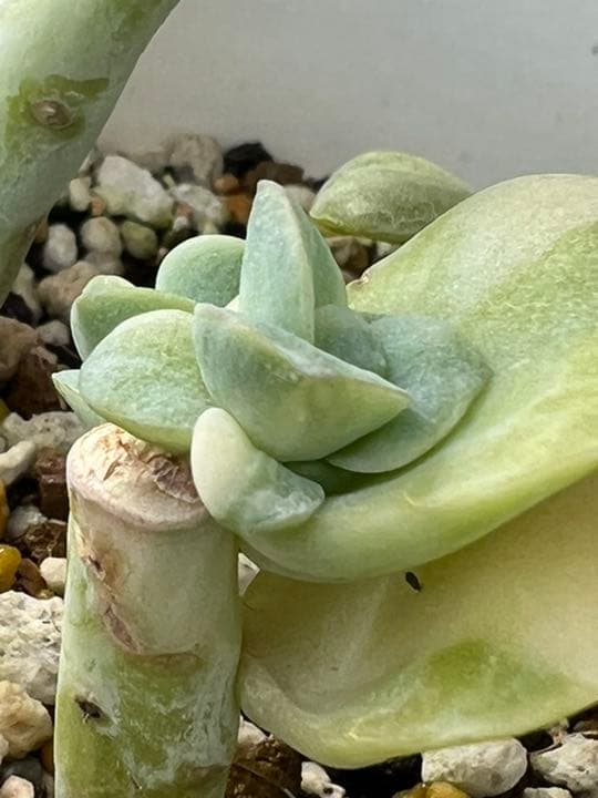 【速達付】❤ラブリーローズ錦 白斑  抜き苗