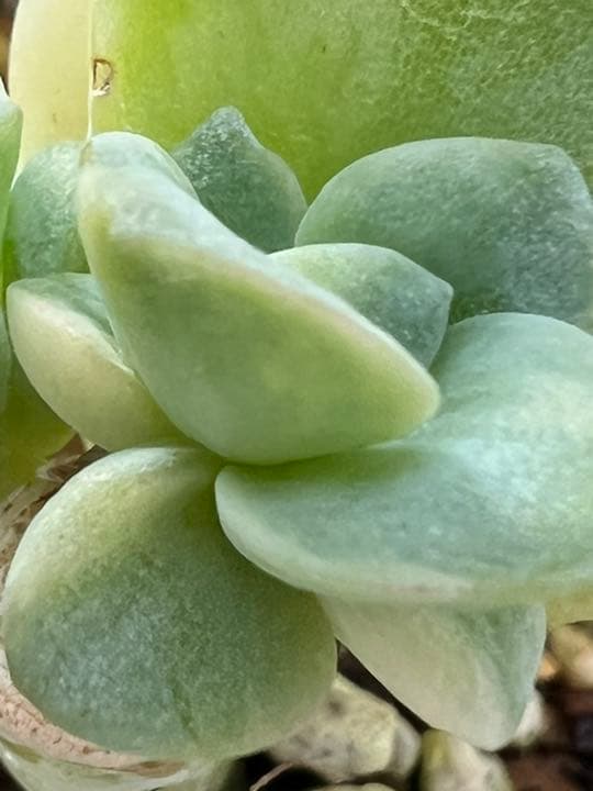 【速達付】❤ラブリーローズ錦 白斑  抜き苗