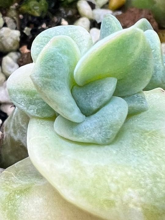 【速達付】❤ラブリーローズ錦 白斑  抜き苗