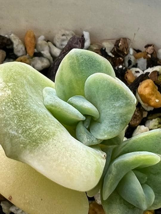 【速達付】❤ラブリーローズ錦 白斑  抜き苗