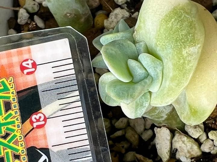 【速達付】❤ラブリーローズ錦 白斑  抜き苗