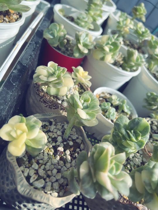 【速達付】❤ラブリーローズ錦 白斑  抜き苗