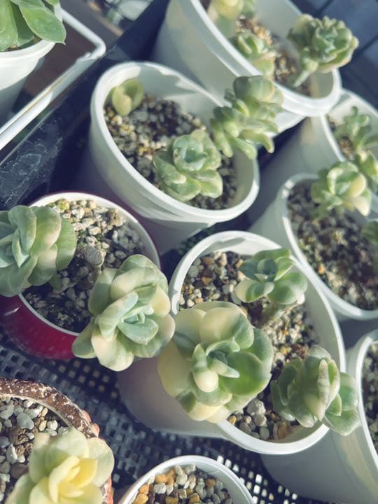 【速達付】❤ラブリーローズ錦 白斑  抜き苗