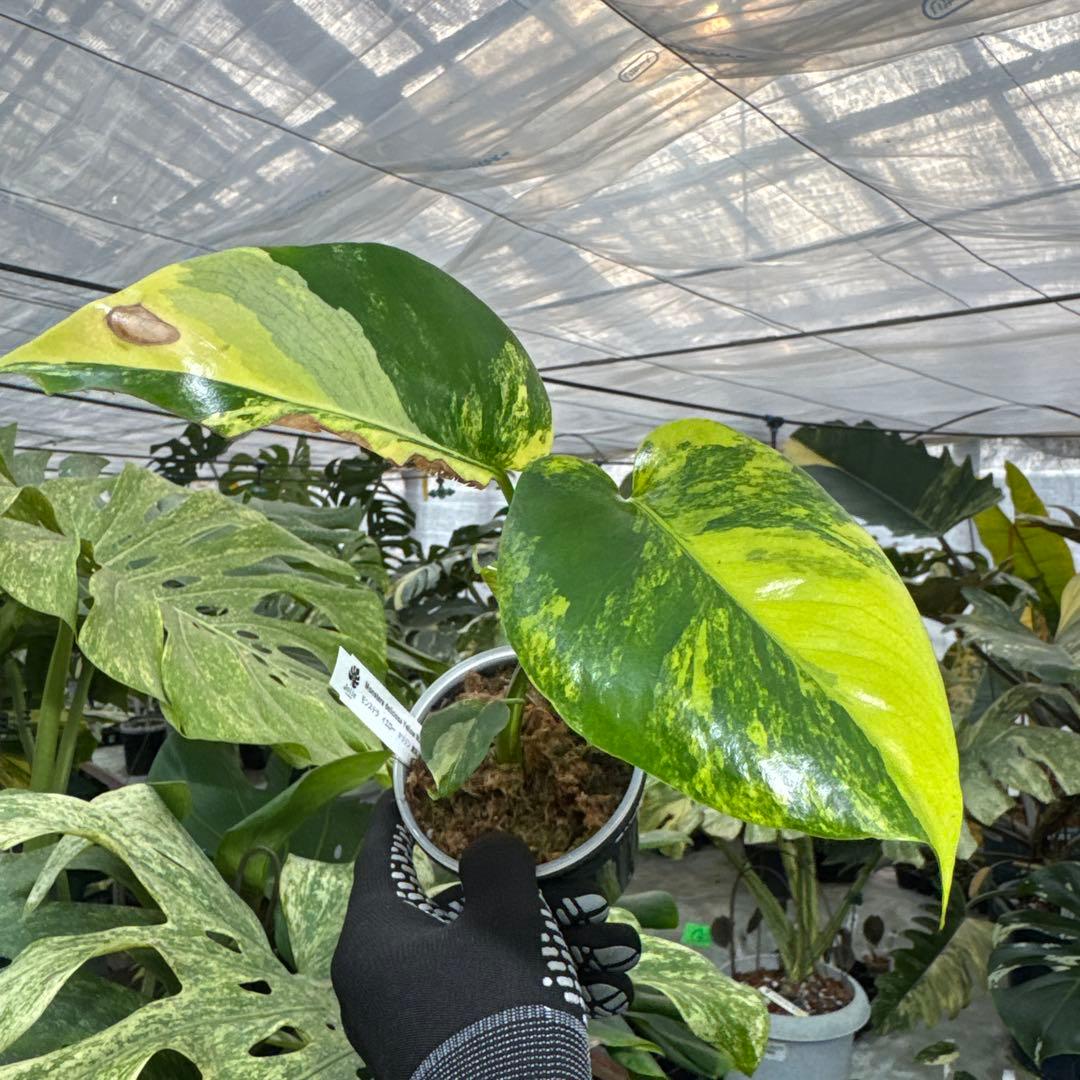 B2 モンステラ　デリシオーサ　イエローマリリン　黄斑入り　傷あり