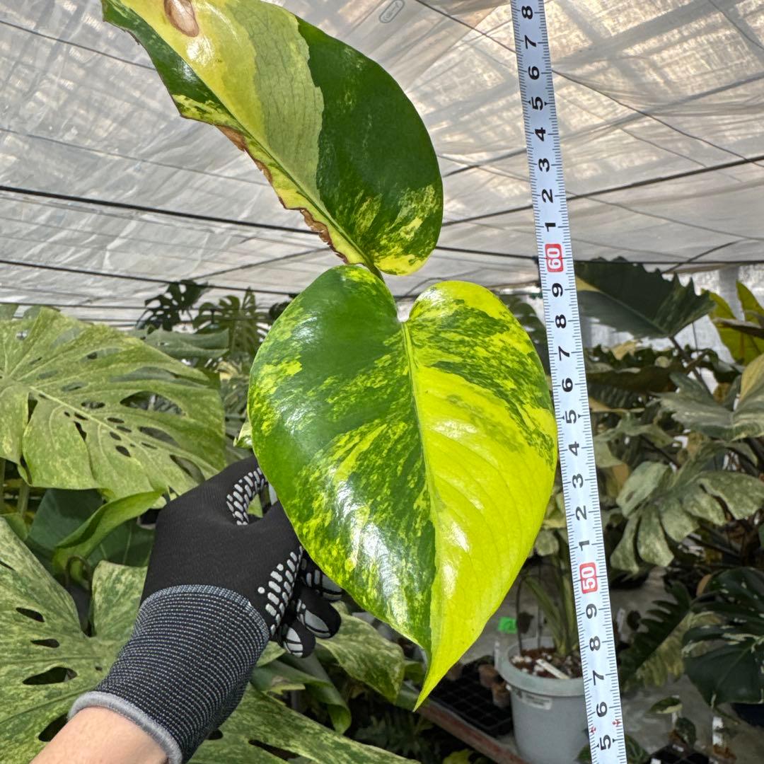 B2 モンステラ　デリシオーサ　イエローマリリン　黄斑入り　傷あり
