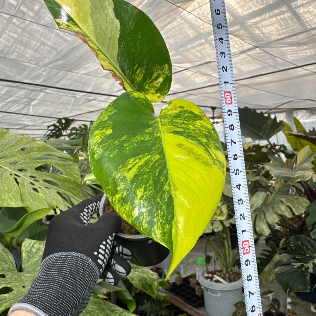 B2 モンステラ　デリシオーサ　イエローマリリン　黄斑入り　傷あり
