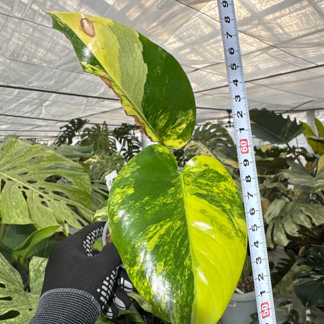 B2 モンステラ　デリシオーサ　イエローマリリン　黄斑入り　傷あり