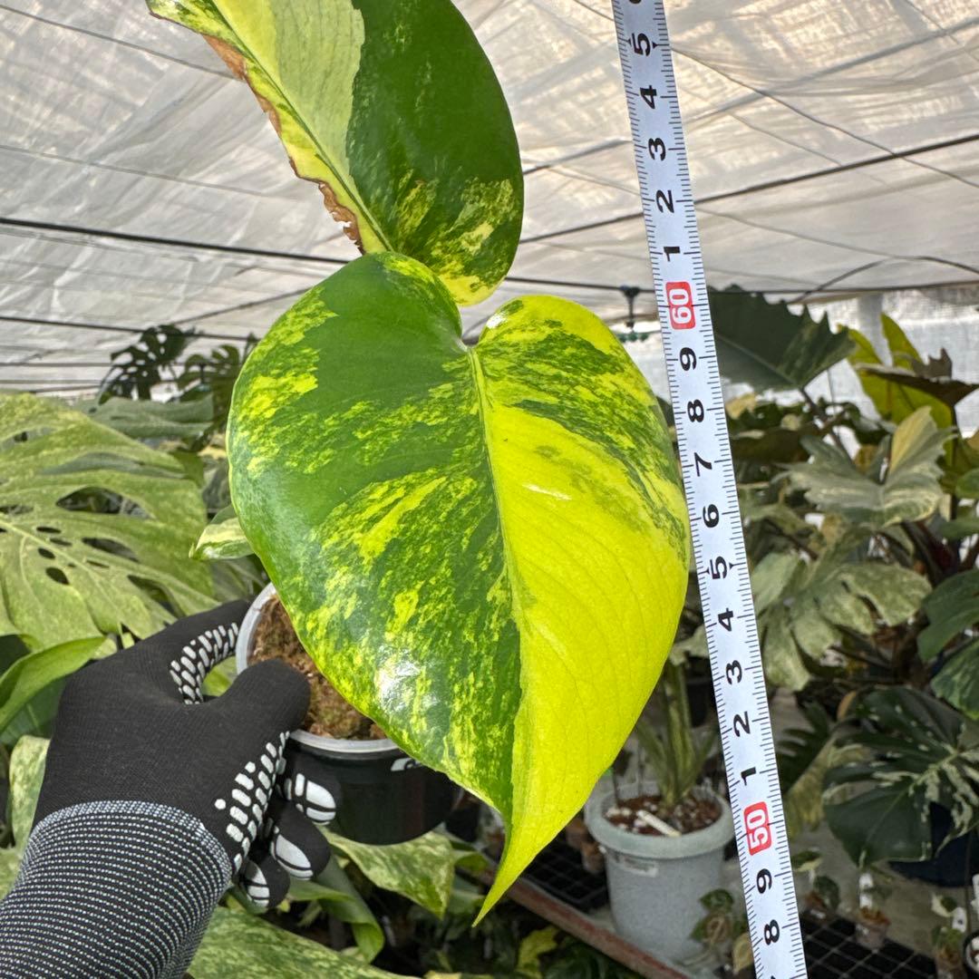 B2 モンステラ　デリシオーサ　イエローマリリン　黄斑入り　傷あり