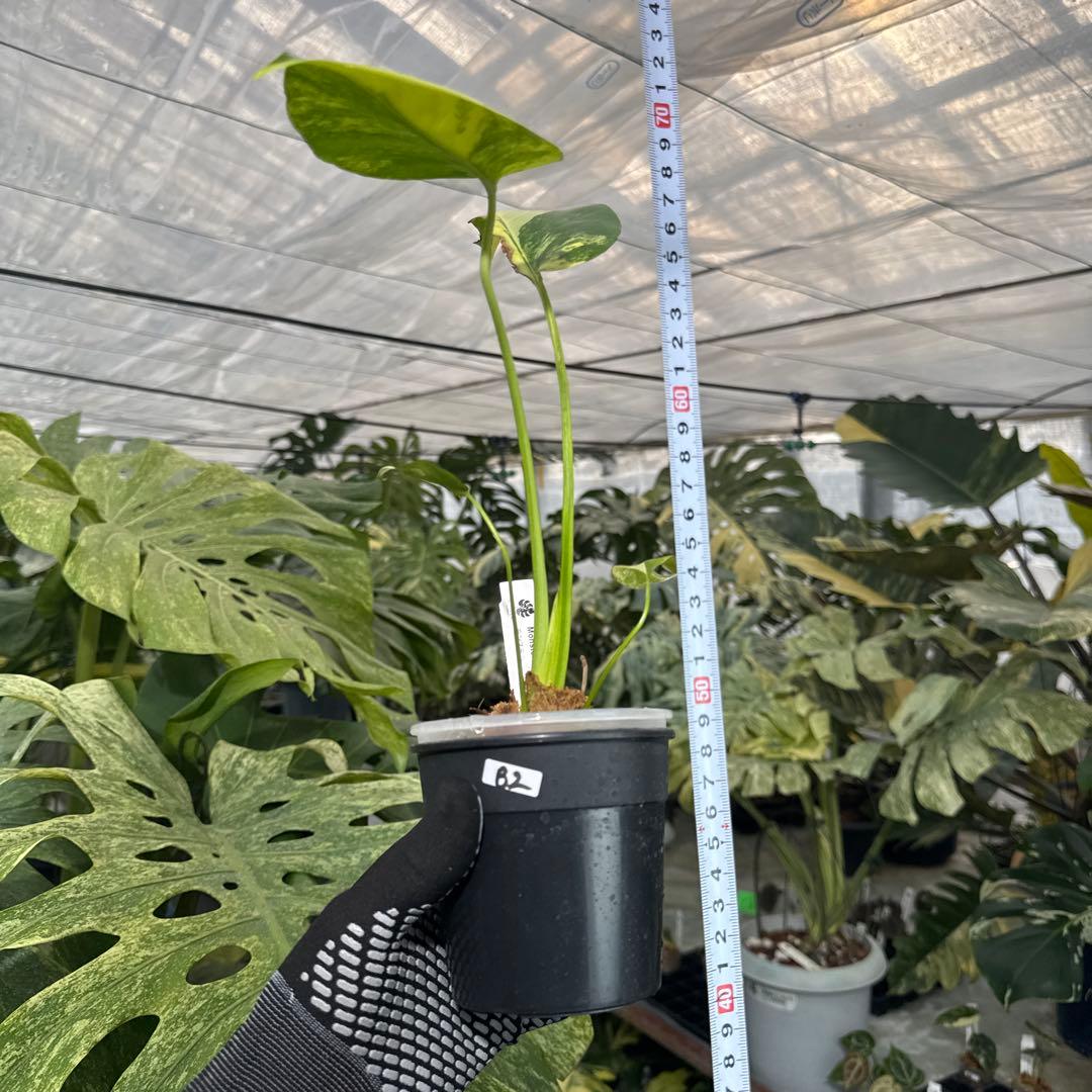 B2 モンステラ　デリシオーサ　イエローマリリン　黄斑入り　傷あり