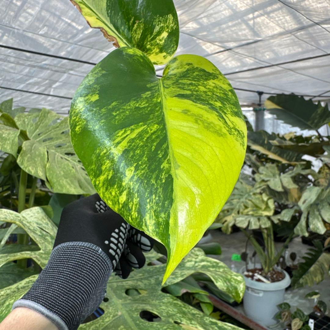 B2 モンステラ　デリシオーサ　イエローマリリン　黄斑入り　傷あり