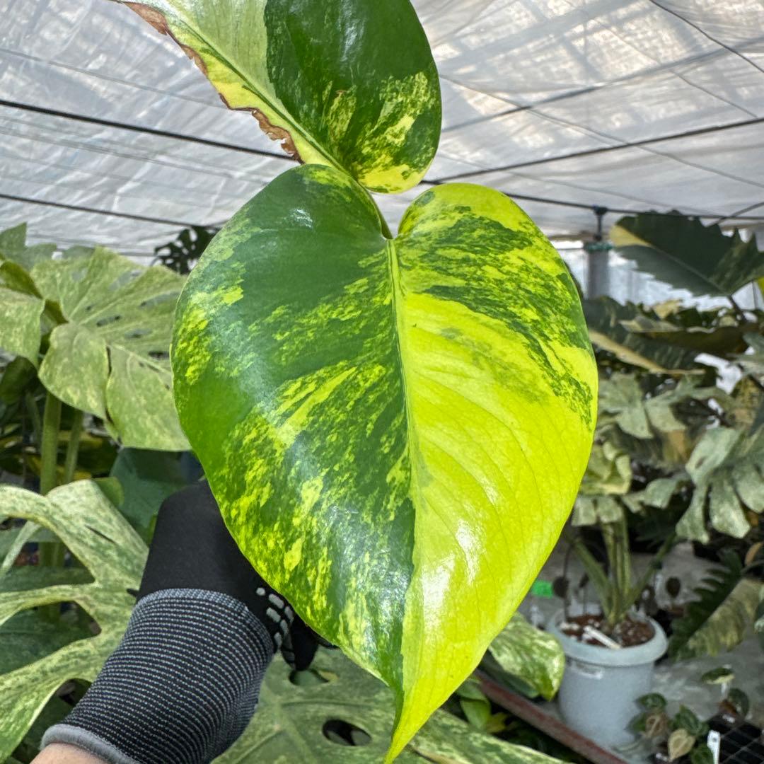 B2 モンステラ　デリシオーサ　イエローマリリン　黄斑入り　傷あり