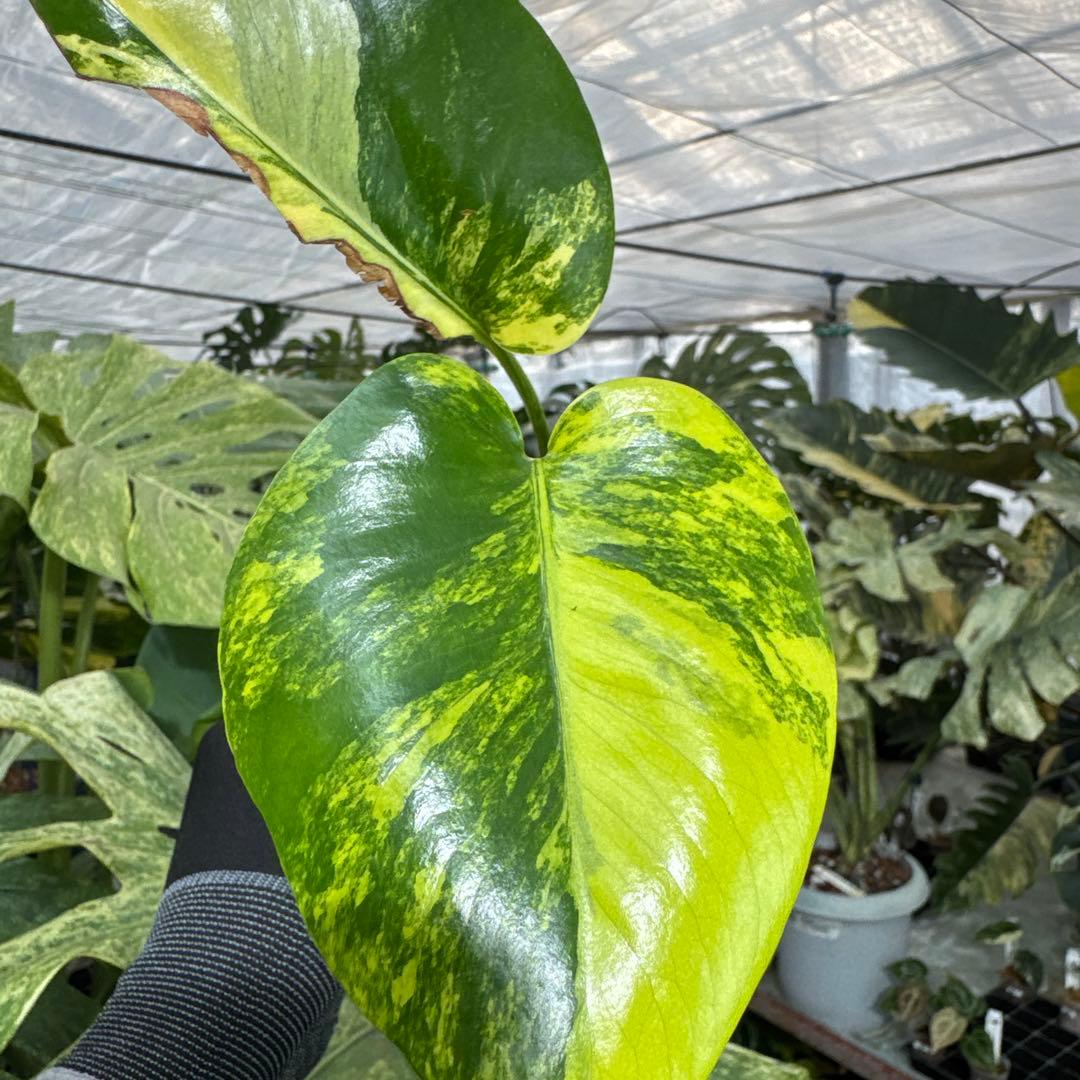 B2 モンステラ　デリシオーサ　イエローマリリン　黄斑入り　傷あり