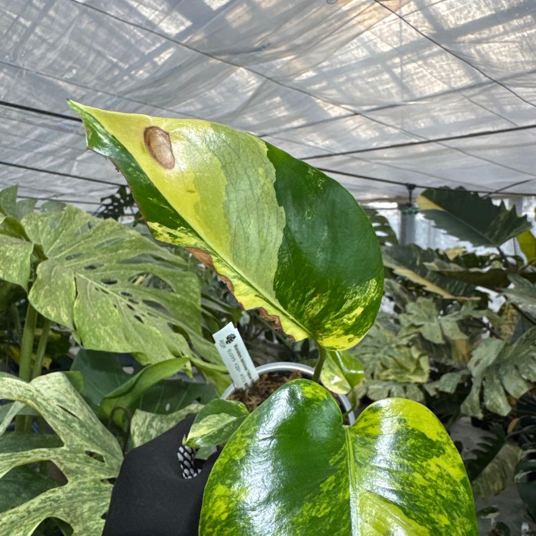 B2 モンステラ　デリシオーサ　イエローマリリン　黄斑入り　傷あり
