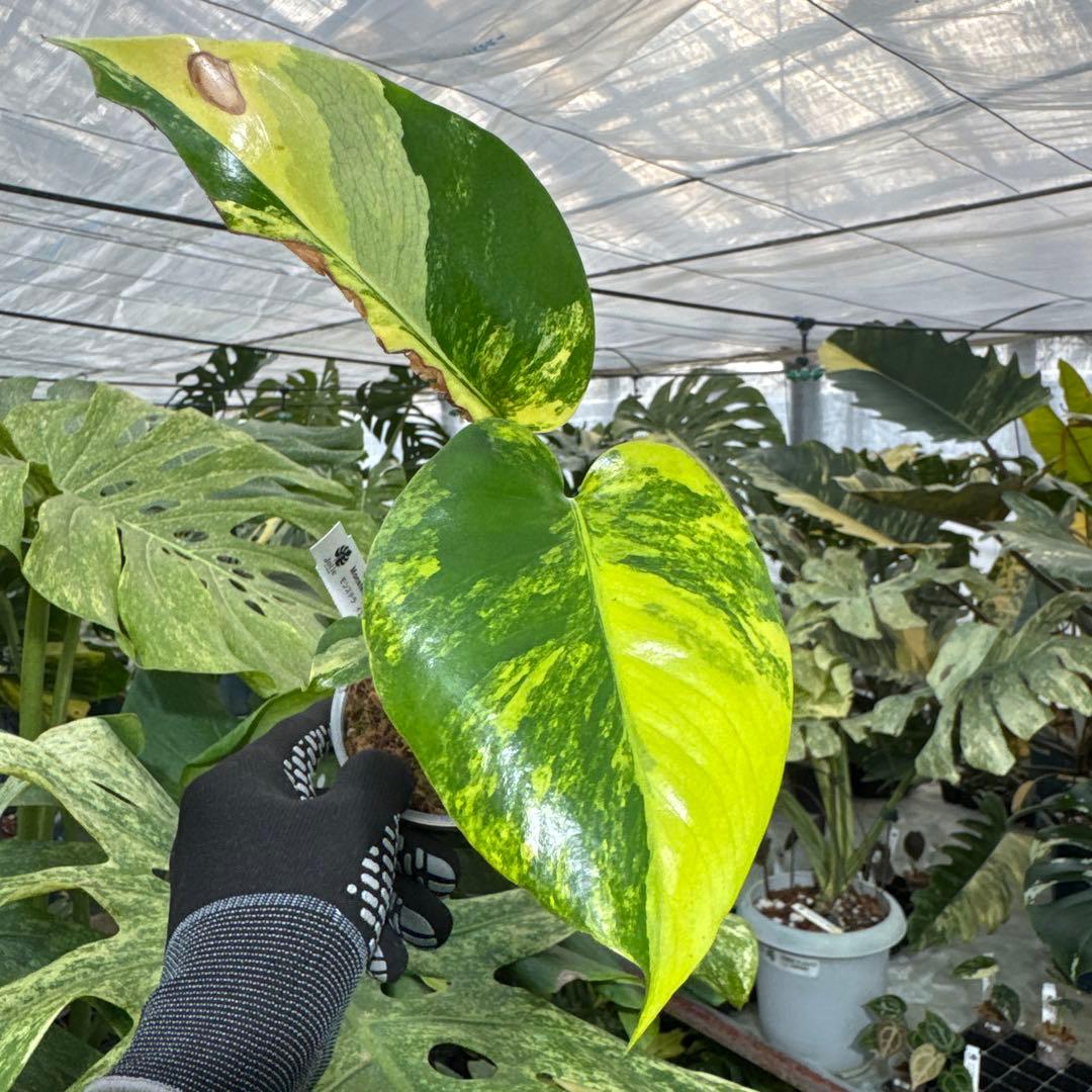 B2 モンステラ　デリシオーサ　イエローマリリン　黄斑入り　傷あり