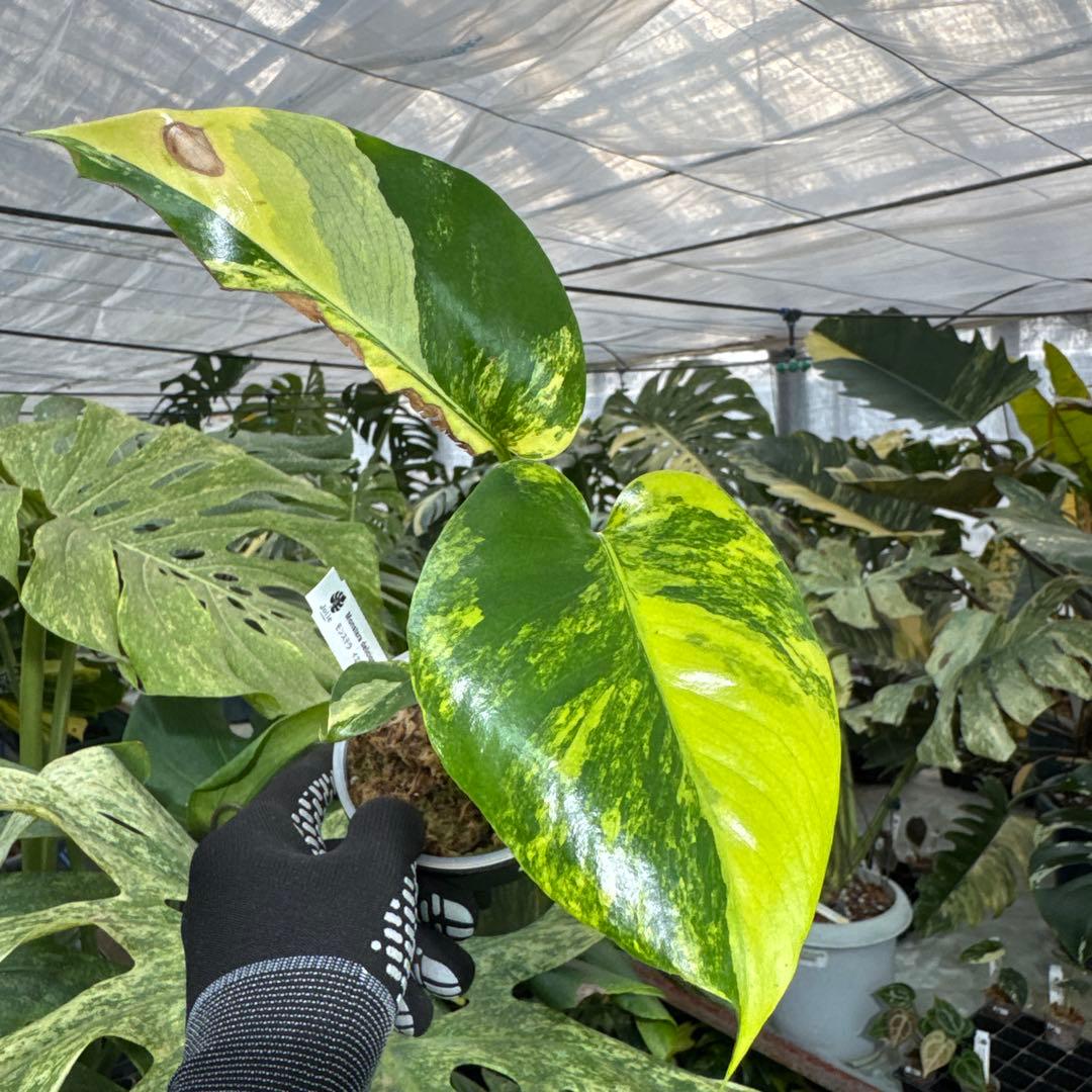 B2 モンステラ　デリシオーサ　イエローマリリン　黄斑入り　傷あり