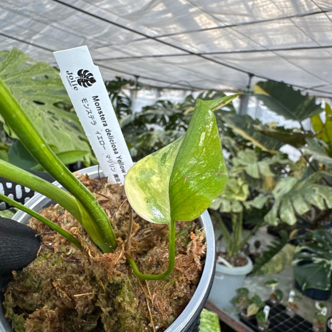 B2 モンステラ　デリシオーサ　イエローマリリン　黄斑入り　傷あり