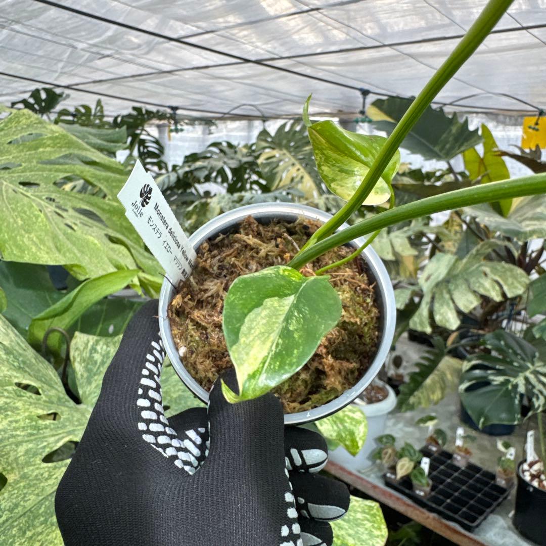 B2 モンステラ　デリシオーサ　イエローマリリン　黄斑入り　傷あり