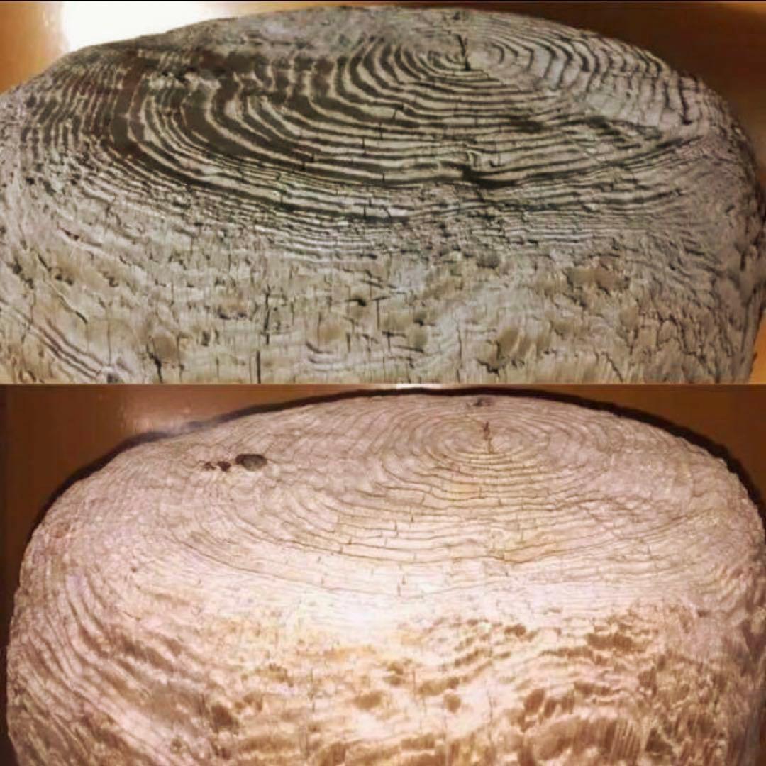 流木に感動‼️瀬戸内海 漂流 丸太 樹齢約50年 玉切り 切り株 盆栽の台 腰掛け