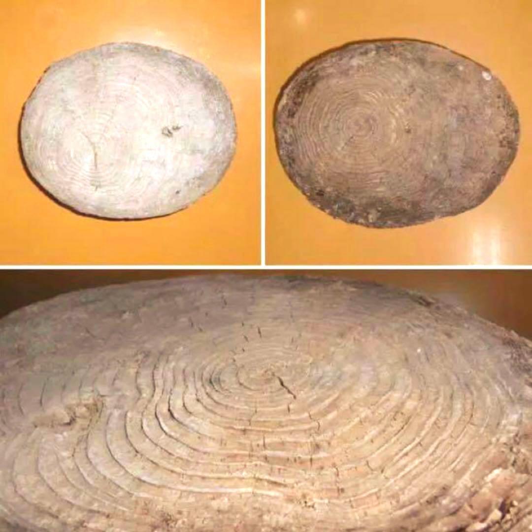 流木に感動‼️瀬戸内海 漂流 丸太 樹齢約50年 玉切り 切り株 盆栽の台 腰掛け