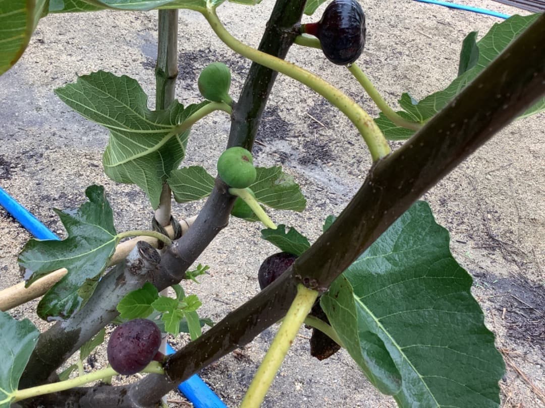 ビオレソリエス(黒いダイヤ)イチジク苗【現品】