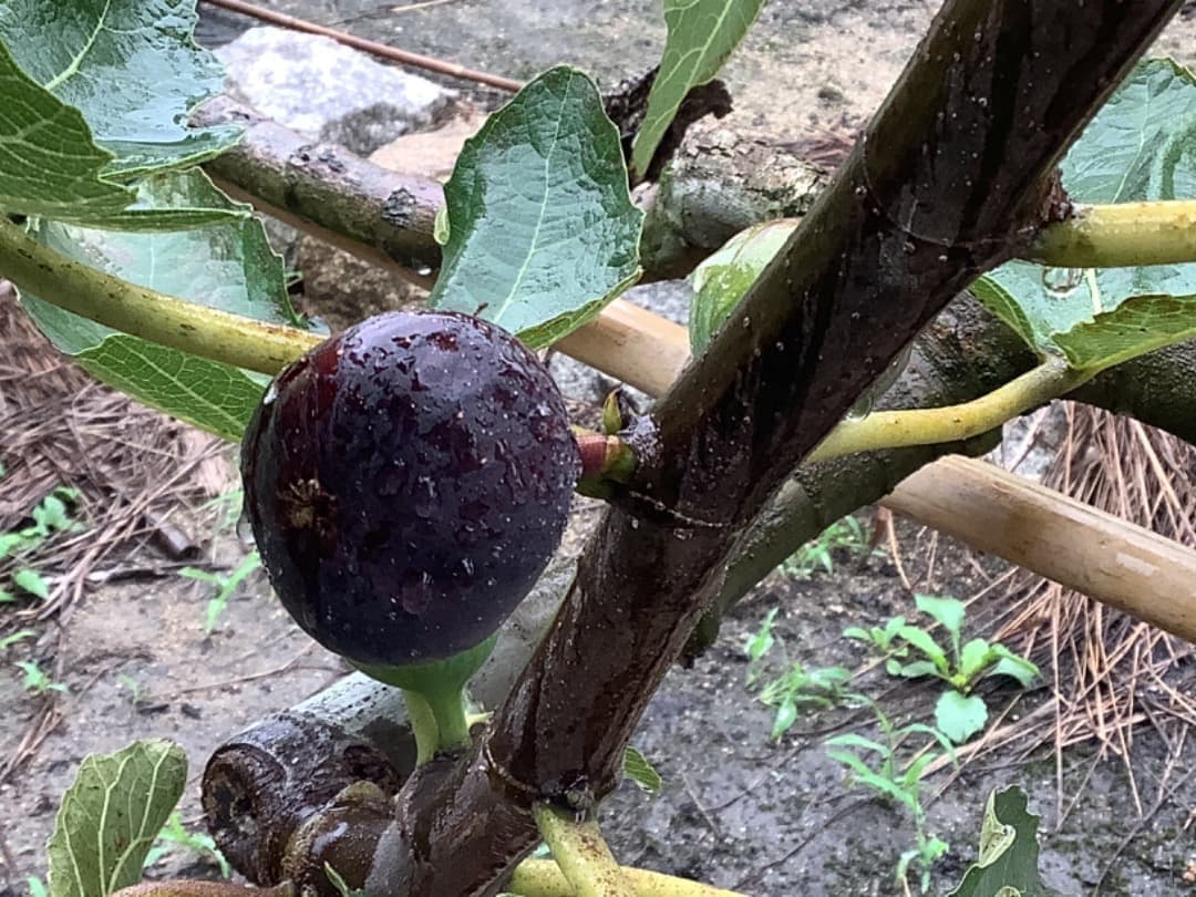 ビオレソリエス(黒いダイヤ)イチジク苗【現品】