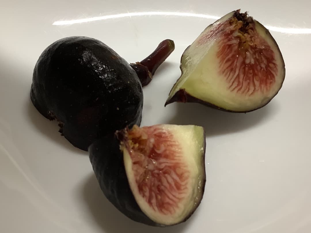 ビオレソリエス(黒いダイヤ)イチジク苗【現品】