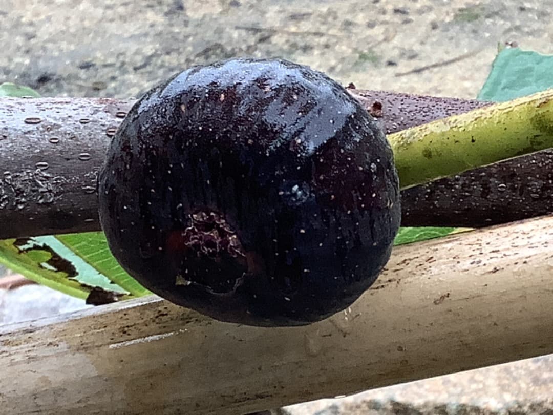 ビオレソリエス(黒いダイヤ)イチジク苗【現品】