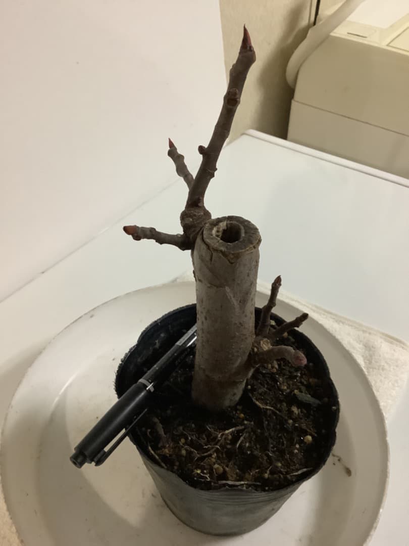 ビオレソリエス(黒いダイヤ)イチジク苗【現品】