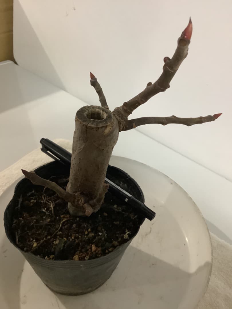 ビオレソリエス(黒いダイヤ)イチジク苗【現品】