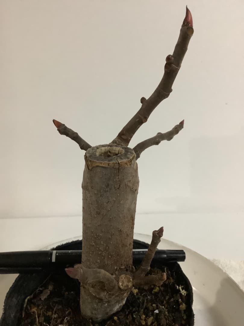 ビオレソリエス(黒いダイヤ)イチジク苗【現品】