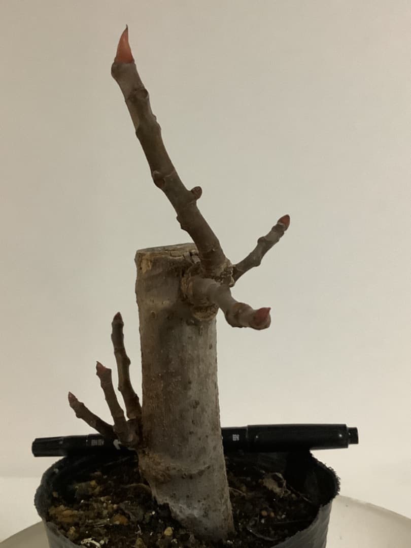 ビオレソリエス(黒いダイヤ)イチジク苗【現品】